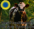 Bœuf traditionnel de race Normande Stg