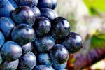 Elenco dei vitigni autorizzati nella Regione Sardegna