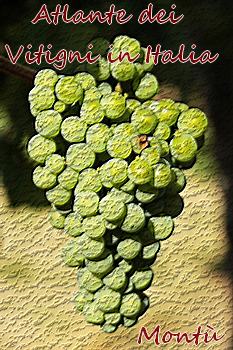 Vitigno mont&ugrave; b