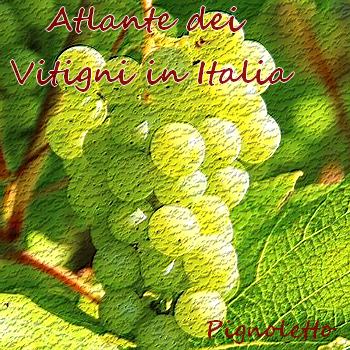 Vitigno Pignoletto b